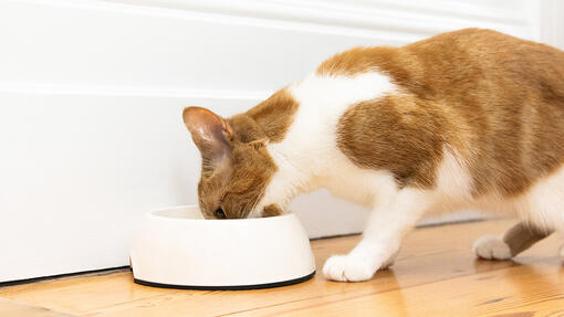 Cat food for digestive issues best sale